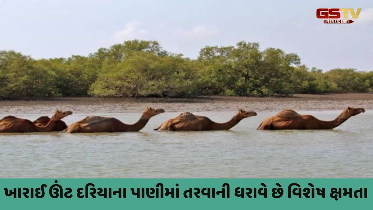 Kutch news : ચેરીયાના જંગલોનો નાશ થતાં આ ઊંટના અસ્તિત્વ પર ખતરો, NGT કરશે સુનાવણી 