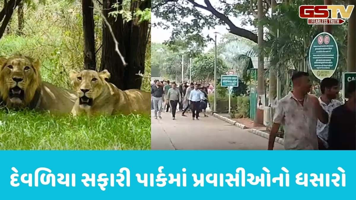 Junagadh news: ગીર સાસણમાં સૌંદર્ય ખીલી ઉઠતા જંગલની મજા માણવા પ્રવાસીઓનું ઘોડાપૂર ઉમટયું