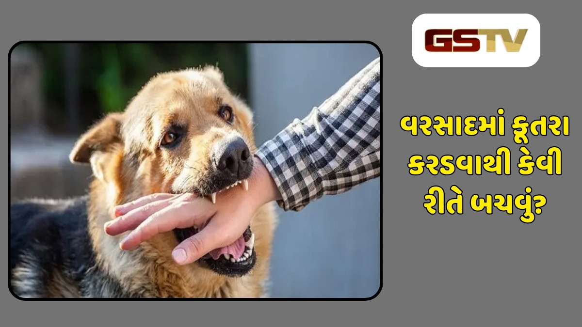 Health Tips : ચોમાસામાં જ કૂતરાઓના હુમલા કેમ વધે છે? આ રીતે રહો સાવધાન, નહીં તો તમને થશે જીવલેણ રોગ