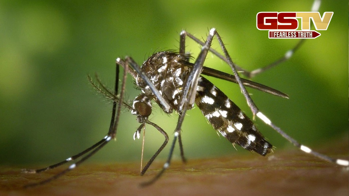 Ahmedbadad news: શહેરમાં પાણીજન્ય અને મચ્છરજન્ય રોગચાળામાં વધારો, 13 હજાર OPD કેસ નોંધાયા