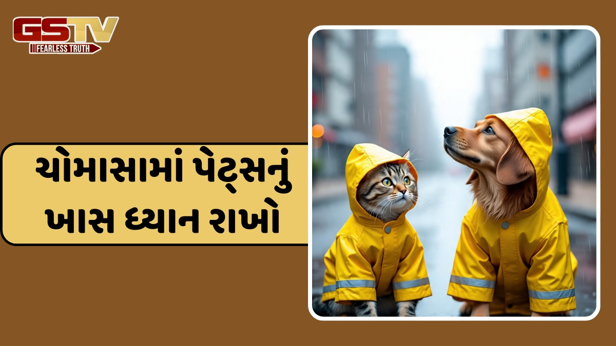 Pet Care Tips / ચોમાસામાં કેવી રીતે રાખવી પાલતુ પ્રાણીની કાળજી? મદદરૂપ થશે આ ટિપ્સ