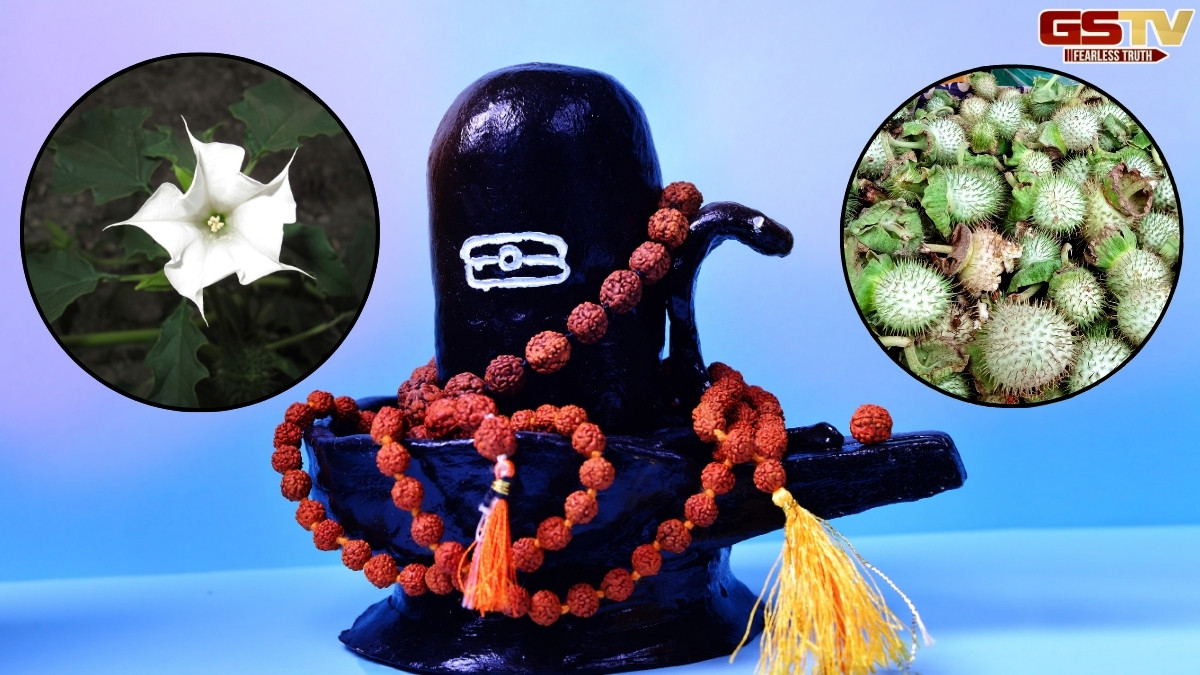 Religion: શ્રાવણમાં ધતુરાનો આ ચમત્કારિક ઉપાય તમને રાતોરાત બનાવી શકે છે ધનવાન