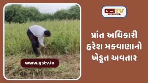 Surendranagar: ઇસ્ત્રી ટાઈટ કપડાં સાથે બૂટમાં સજ્જ પ્રાંત અધિકારીએ ખેતરમાં જઈ વાઢી જાર
