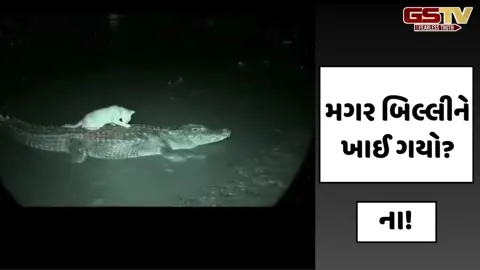 Video/ બિલાડી અને મગરની અનોખી મિત્રતા, પીઠ પર સવારી કરાવી નદી પાર! વાયરલ થયો વીડિયો