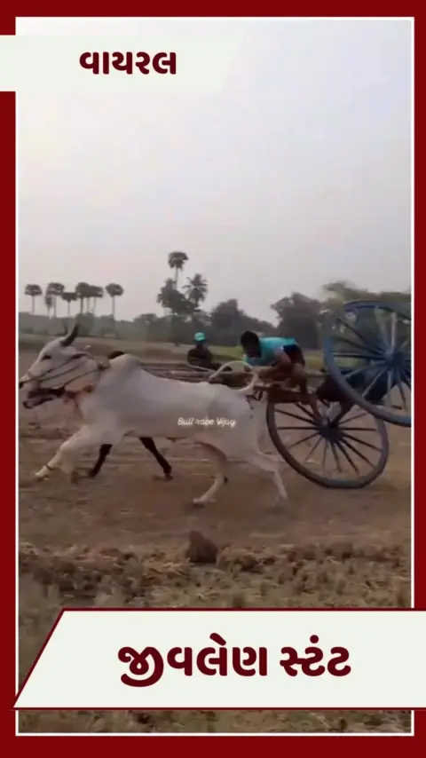 VIDEO: બળદગાડી પર વ્યક્તિએ કર્યો ખતરનાક સ્ટંટ, ગાડું પલટી જતાં અચાનક...
