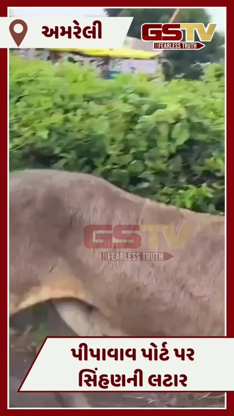 VIDEO: રાજુલાના પીપાવાવ પોર્ટ પર સિંહણની બિન્દાસ્ત લટાર