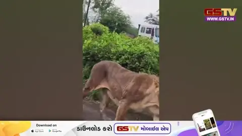Video: પીપાવાવ પોર્ટ પર સિંહણની બિન્દાસ્ત લટાર