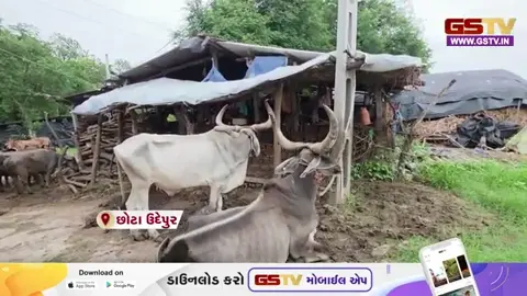Video: Chhota Udaipur ના આદિવાસી લોકોની એક જ માંગ, સરકાર અમારી સામે ક્યારે જોશે?