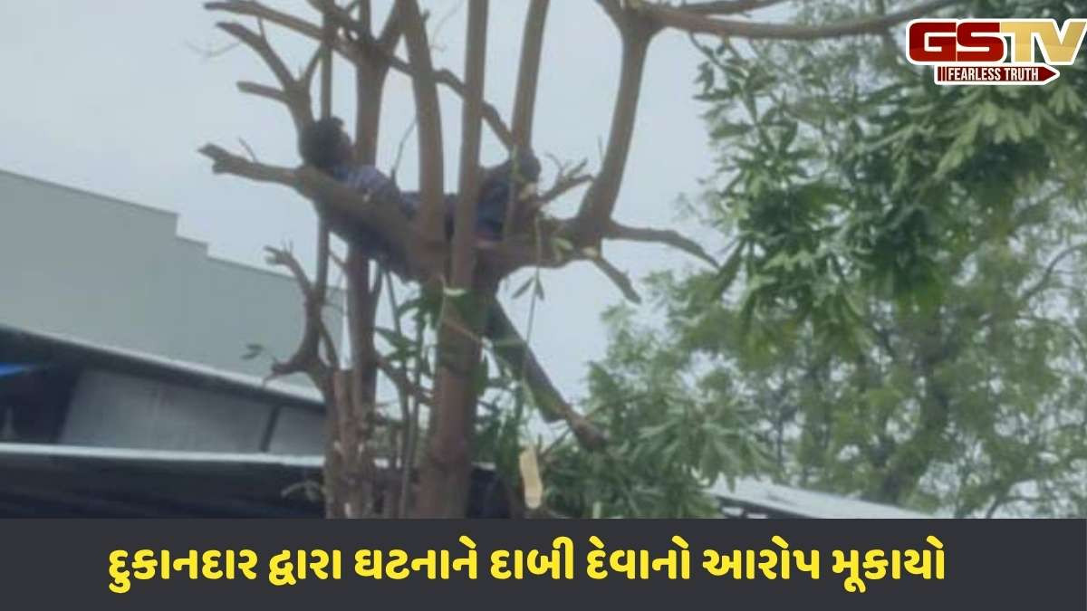 Idar news: બડોલીમાં વૃક્ષ કાપતા કરન્ટ લાગતા કામદાર યુવકનું મોત, પરિવારમાં શોક
