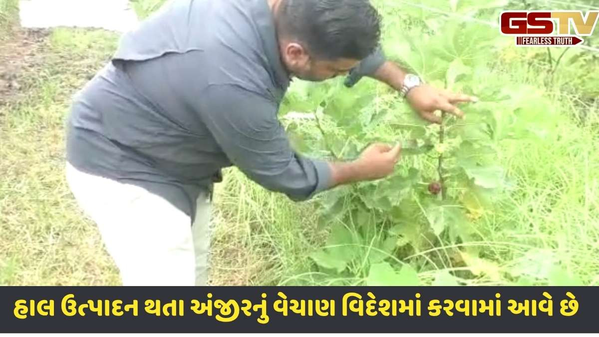 Surendranagar news: સુરેન્દ્રનગરના રહેવાસી અને હાલ વિદેશમાં રહેતા પ્રગતિશીલ ખેડૂતે ઓર્ગેનિક અંજીરની ખેતી કરી