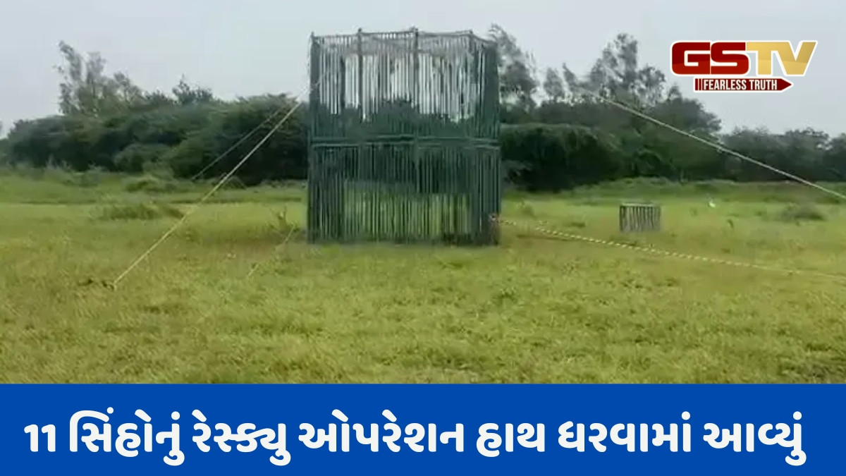 Amreli news: કાગવદર સીમ વિસ્તારમાં 2 સિંહબાળના શંકાસ્પદ મોત બાદ 11 સિંહોનું રેસ્ક્યું