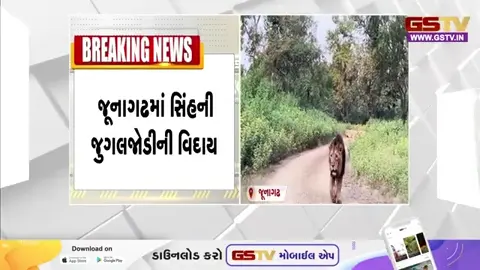 Video: સાસણગીર જંગલ સફારીના પ્રખ્યાત નર સિંહ જય-વીરુની જોડીનો અવાજ કાયમ માટે થઈ ગયો શાંત