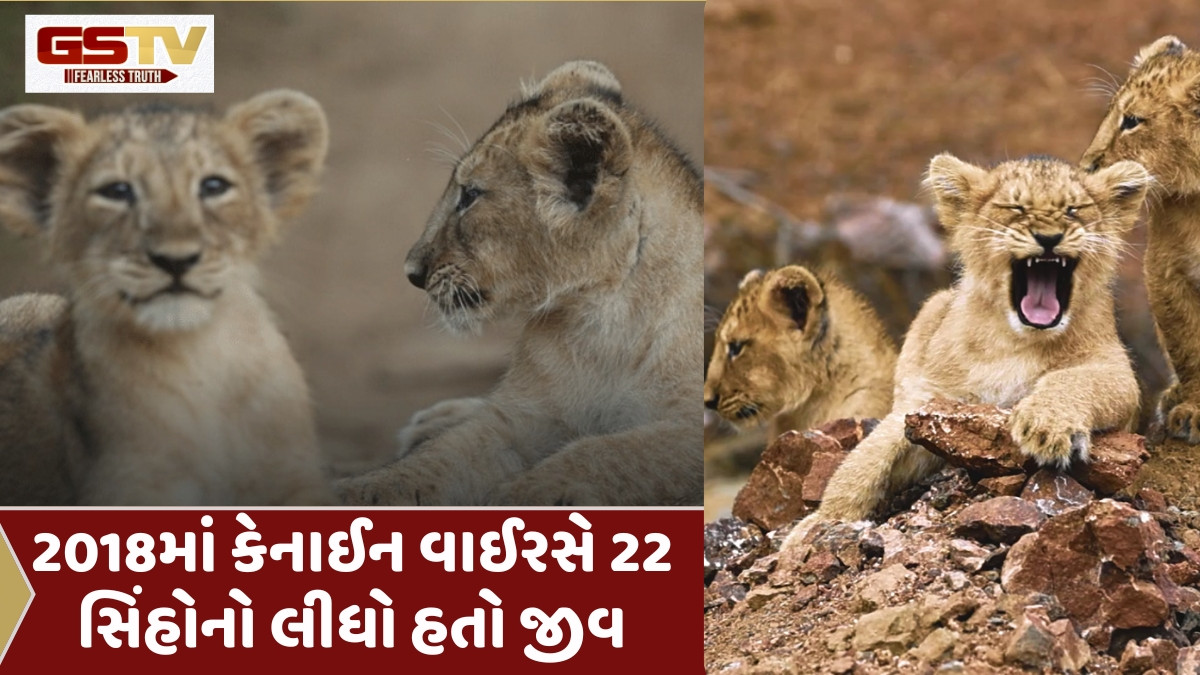 Gir news: દોઢ મહિના દરમિયાન 8થી વધુ સિંહ બાળના શંકાસ્પદ રોગાચાળાથી મોત,  4ને એનિમલકેર સેન્ટરમાં રખાયા