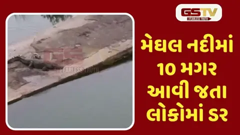 VIDEO: માળિયાહાટીના તાલુકાના ગડુ શેરબાગની મેઘલ નદીમાં મગરો આવી જતા લોકોમાં ફફડાટ
