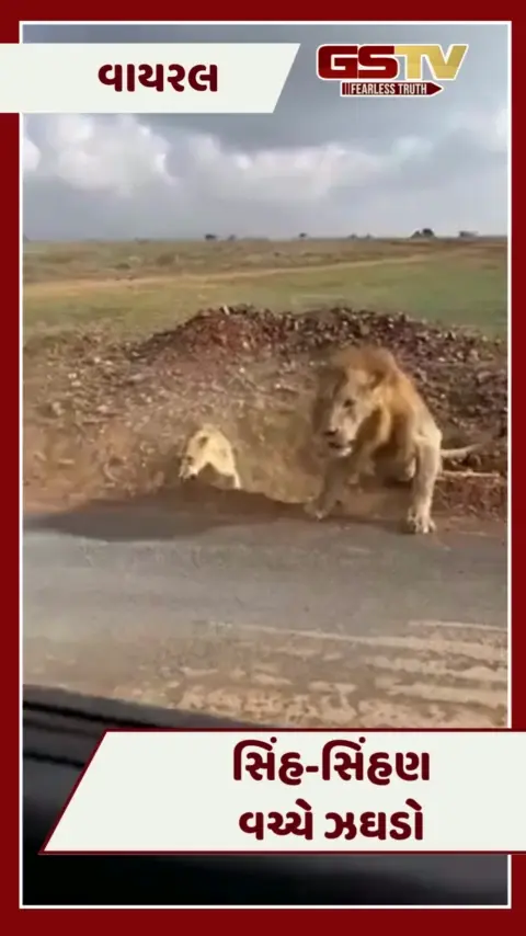 VIDEO: સિંહ-સિંહણ વચ્ચે થયો ઝઘડો! જંગલના રાજાની હાલત જોઈને તમને આવી જશે દયા