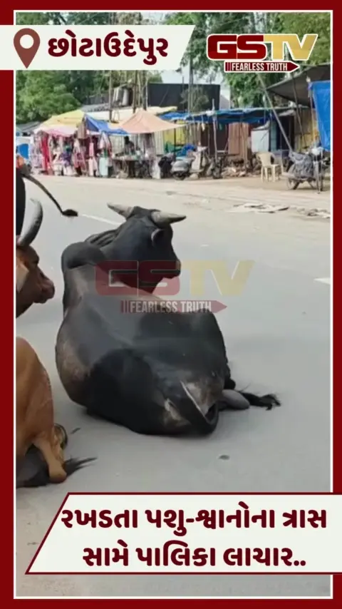 VIDEO: Chhotaudepurમાં રખડતા પશુઓ-શ્વાનનો ત્રાસ, પાલિકા પાસે વ્યવસ્થા માટે નથી કોઈ કર્મચારી