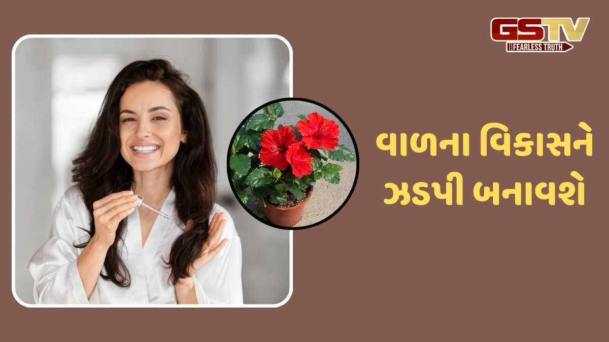 Hair Care Tips / લાંબા અને જાડા વાળ મેળવવા માટે લગાવો આ ફૂલનું તેલ, થોડા અઠવાડિયામાં દેખાશે ફરક