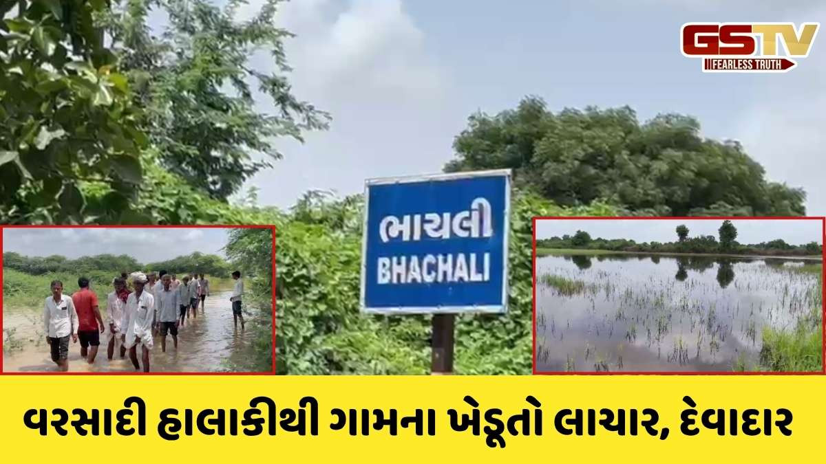 Banaskantha news: વરસાદ વિરામ બાદ સરહદી વિસ્તારમાં પાણીનો નિકાલ ન થતા ખેડૂતોને લીલા દુષ્કાળ જેવી સ્થિતિ સર્જાઈ
