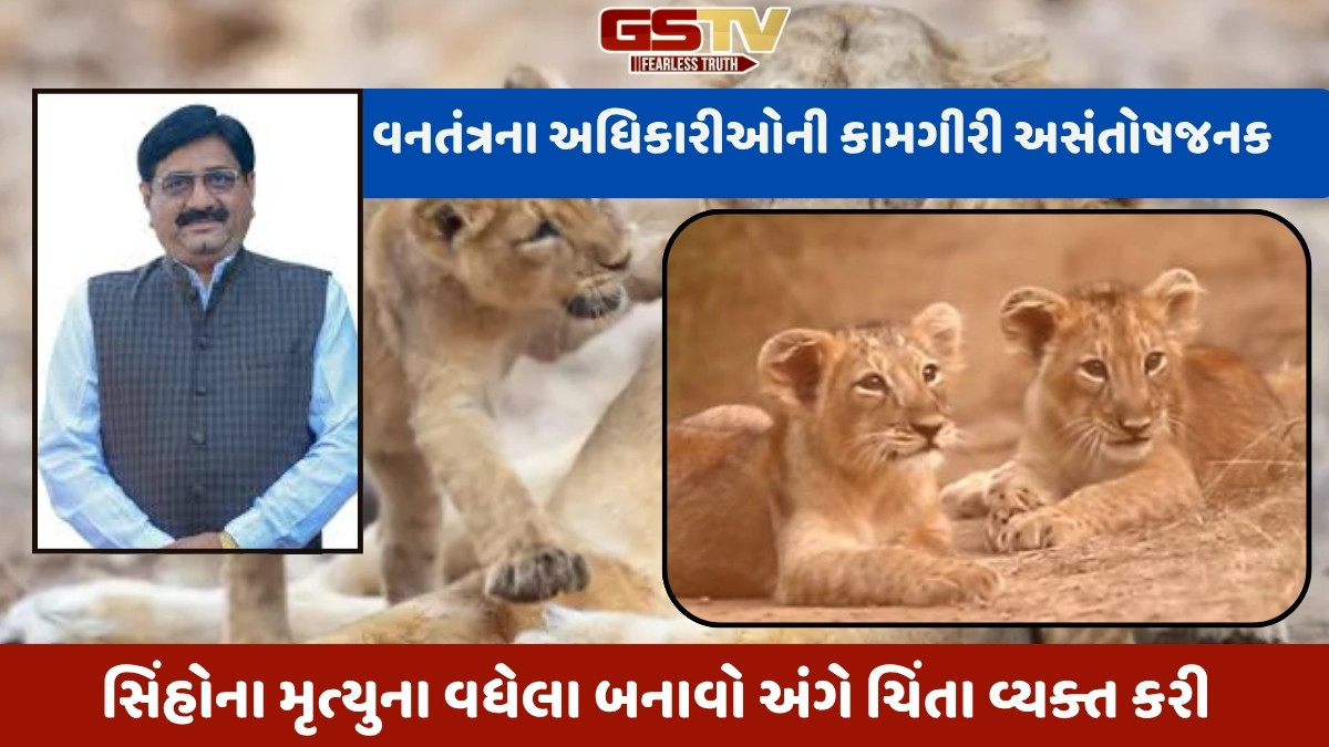 સિંહબાળના મોતનો મામલો: ભાજપના ધારાસભ્ય જે.વી. કાકડિયાનો લેટર બોમ્બ, પેટ્રોલિંગ છતાં કેમ થયા સિંહોના મોત