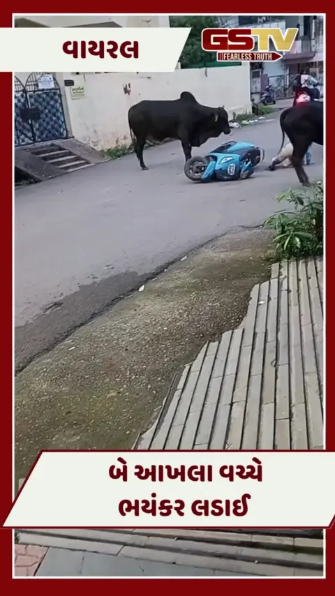 VIDEO : બે આખલા વચ્ચે ભયંકર લડાઈમાં યુવતી આવી અડફેટે, આ દૃશ્યો જોઈ તમારા રૂંવાડા પણ થઈ જશે ઊભા