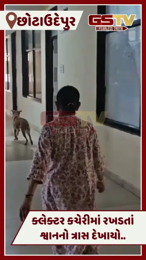 VIDEO: Chhotaudepurની ક્લેક્ટર કચેરીમાં રખડતાં શ્વાનનો ત્રાસ, સિક્યુરિટી સામે ઉઠ્યાં સવાલ 