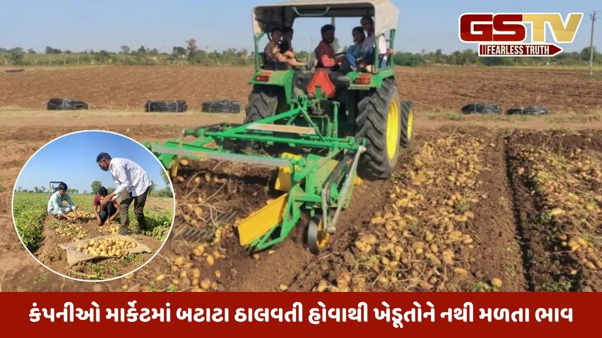 Gujarat news: રાજ્યમાં બટાટાનું ઉત્પાદન છેલ્લા 10 વર્ષમાં 12 લાખ મેટ્રિક ટન વધ્યુ પણ ખેડૂતો ઠેરના ઠેર!