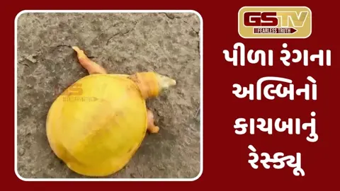 Gujaratના આ શહેરમાંથી મળેલા પહેલા દુર્લભ પીળા રંગના અલ્બિનો કાચબાનું કરાયું રેસ્ક્યૂ