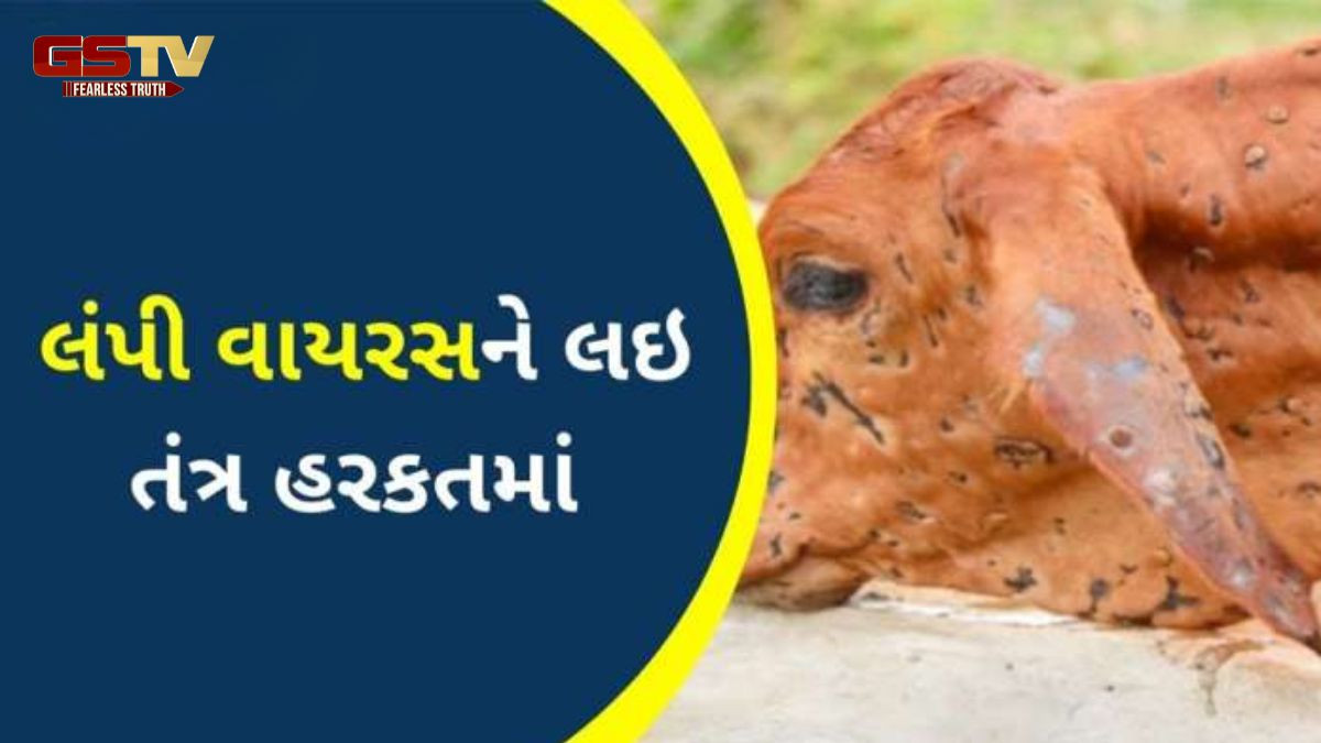 રાજ્યમાં ફરી એક વાર લમ્પી વાયરસે માથું ઊંચક્યું; પશુપાલકો બન્યા ચિંતાતુર, જાણો કેસોની સંખ્યા