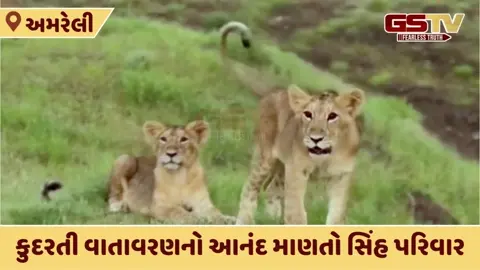 ધારીમાં એક સાથે 8 સિંહ જોવા મળ્યા, VIDEOમાં જુઓ અદભુત નજારો