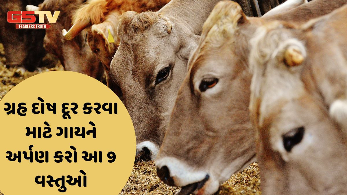 ગ્રહ દોષ દૂર કરવા માટે ગાયને અર્પણ કરો આ 9 વસ્તુઓ