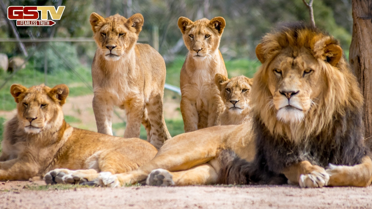 World Lion Day 2025 / ભારતમાં અહીં નજીકથી જોવા મળશે સિંહ, તમે પણ લઈ શકો છો આ જગ્યાઓની મુલાકાત