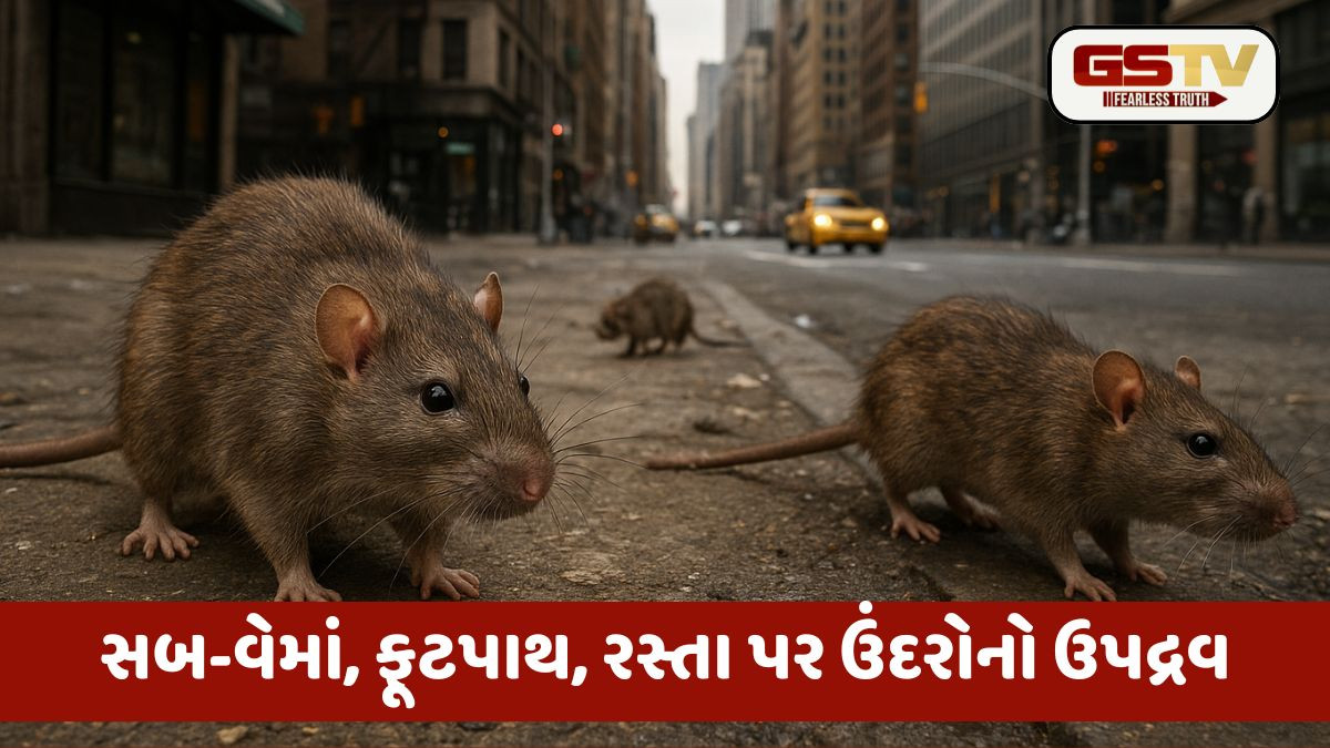 Americaનું સૌથી પ્રખ્યાત ન્યૂયોર્ક શહેર ઉંદરોથી ત્રાહિમામ, નગર-નિગમે ઉઠાવી ઝુંબેશ