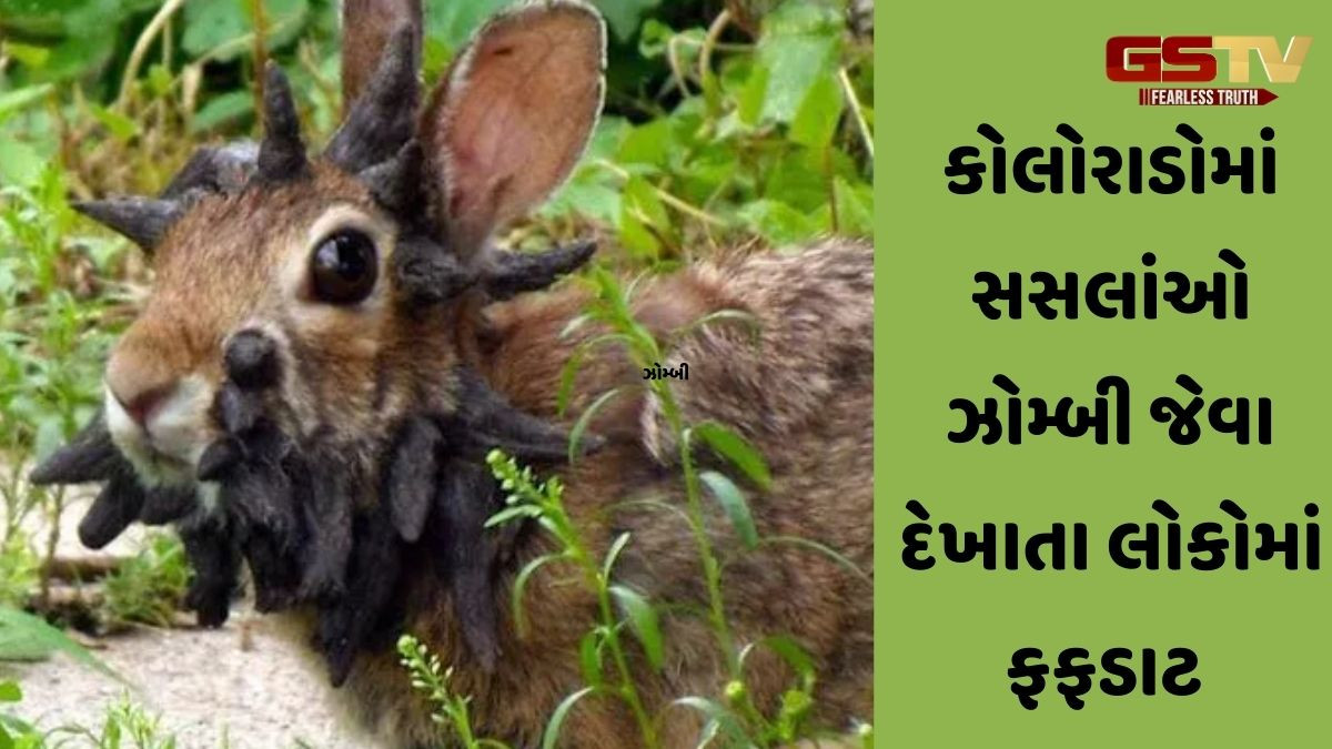 અમેરિકામાં સસલાંઓમાં ફેલાયો રહસ્યમય રોગ, જાણો કેટલો જીવલેણ છે આ વાયરસ?