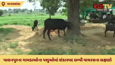 VIDEO: પાલનપુરના ત્રણ ગામના પશુઓમાં શંકાસ્પદ લમ્પી વાયરસનો કહેર, જાણો શું છે સમગ્ર મામલો