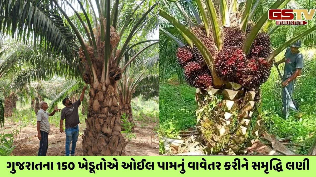 Gandhinagar news: મેગા ઓઈલ પામ પ્લાન્ટેશન ડ્રાઈવ હેઠળ ચાલુ વર્ષે 235 હેક્ટરમાં નવું વાવેતર