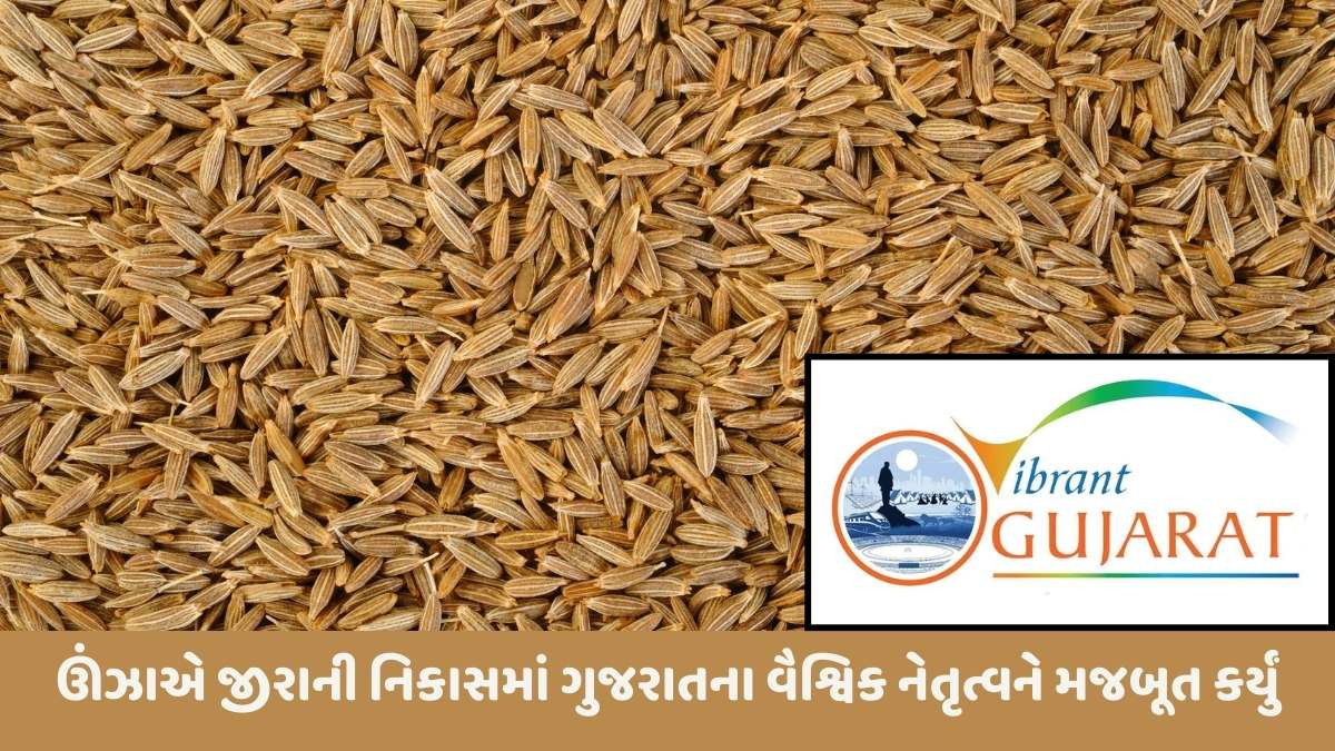 Vibrant Gujarat 2026: ઉત્તર ગુજરાતની ઊંઝા APMCમાં 2025માં 54,410 મેટ્રિક ટન જીરું નોંધાયું