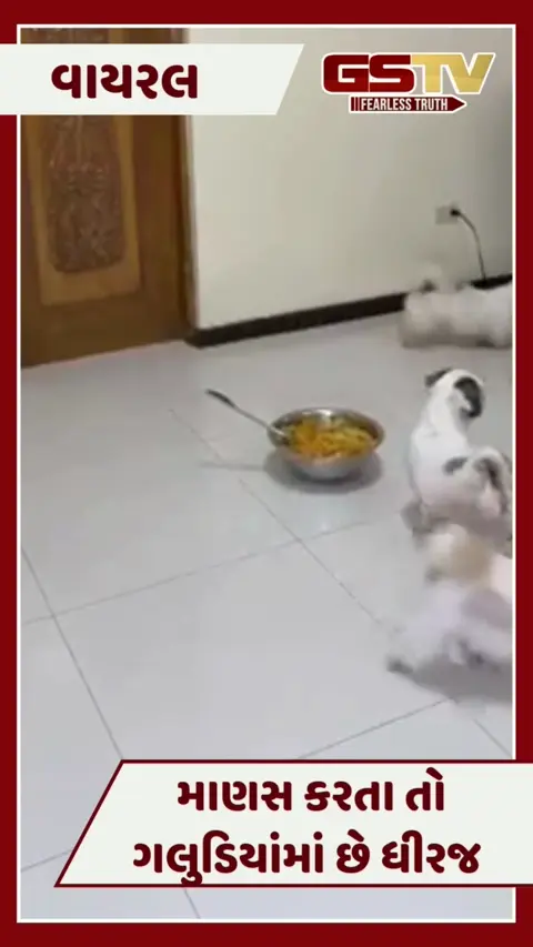 VIDEO : આ માટે કૂતરા વફાદાર કહેવાય! માણસ કરતા તો ગલુડિયાંમાં છે ધીરજ 