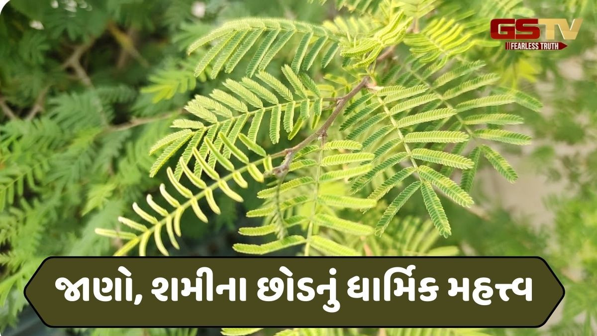 Religion: શનિવારે શમીના ઝાડ પર આ રંગનો દોરો બાંધો, ઘરમાં રહેશે સુખ, શાંતિ અને સમૃદ્ધિ 