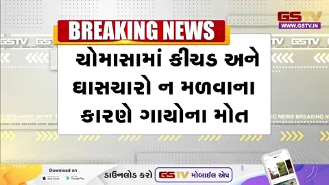 VIDEO: કડીના થોળની ગૌશાળામાં 20થી વધારે ગાયોના મોતથી ચકચાર, કીચડમાં ફસાયેલા મૃતદેહ મળ્યાં