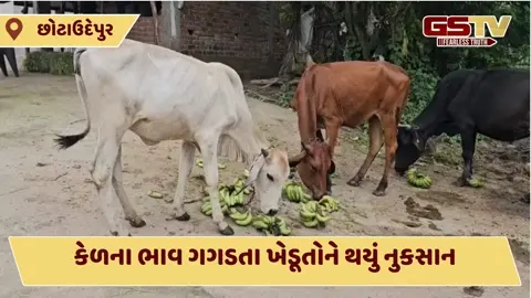 VIDEO: છોટા-ઉદેપુરના ખેડૂતોને રોવાનો વારો આવ્યો, કેળાના મણના ભાવ ગગડતા માથે આભ તૂટ્યું