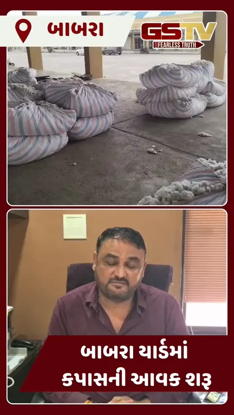 VIDEO: બાબરા માર્કેટિંગ યાર્ડમાં નવા કપાસની પુષ્કળ આવક થઈ
