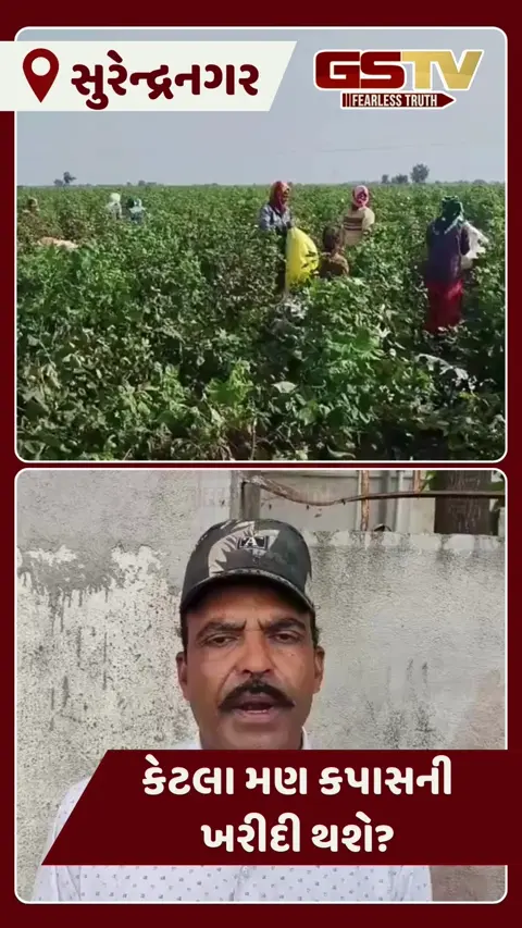 VIDEO: Surendranagar માં ટેકાના ભાવે કપાસ ખરીદી માટે રજીસ્ટ્રેશન શરૂ, ખેડૂતોમાં ખરીદીની માત્રા અંગે મૂંઝવણ