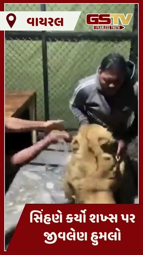 VIDEO : સિંહણે કર્યો શખ્સ પર જીવલેણ હુમલો, આ દૃશ્યો જોઈ તમે પણ વ્યક્તિને કહેશો મુર્ખ