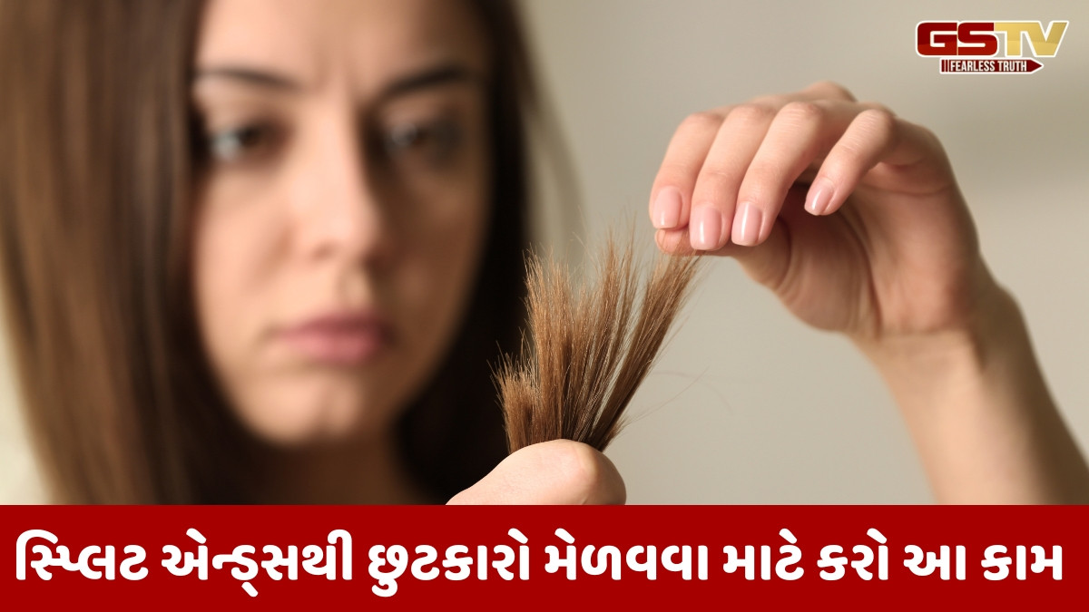 Hair Care / તમે પણ સ્પ્લિટ એન્ડ્સથી પરેશાન છો? લાંબા, જાડા અને મજબૂત વાળ માટે અજમાવો આ ઉપાયો