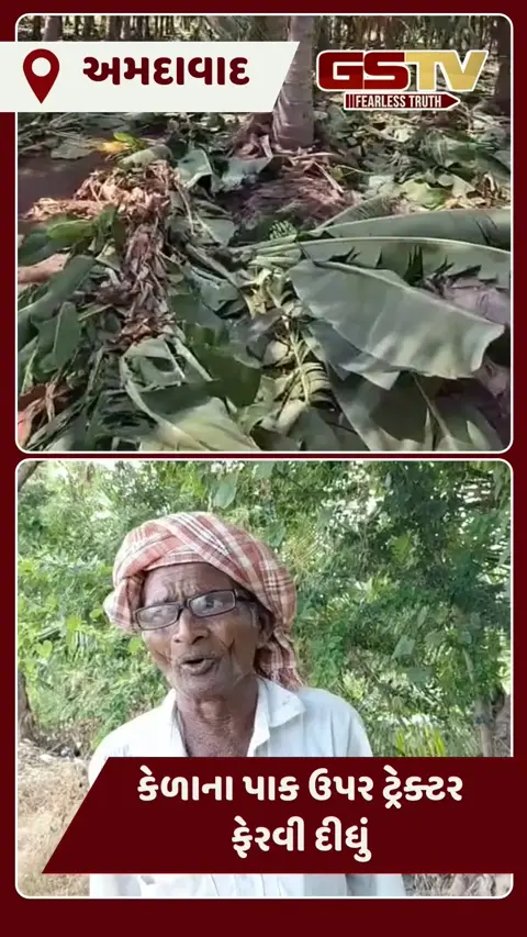 Video: 25 વીઘાના ખેતરમાં કેળાના પાક ઉપર ખેડૂતે ટ્રેક્ટર ફેરવી દીધું