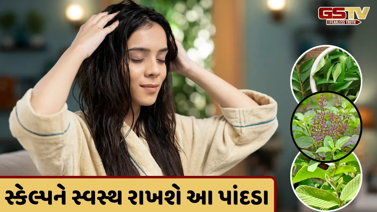 Hair Growth Tips / આ પાંદડાને નાળિયેર તેલમાં મિક્સ કરીને લાગવો, ઝડપથી વધશે તમારા વાળ