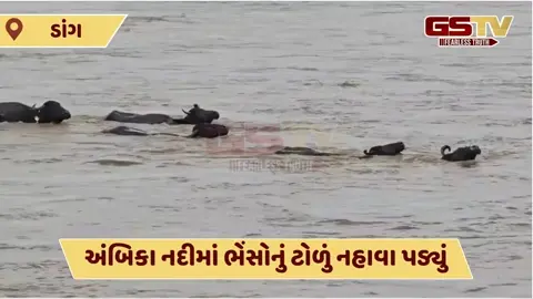 VIDEO: અંબિકા નદીના ધસમસતા પ્રવાહમાં ભેંસોનું ટોળું તણાયું