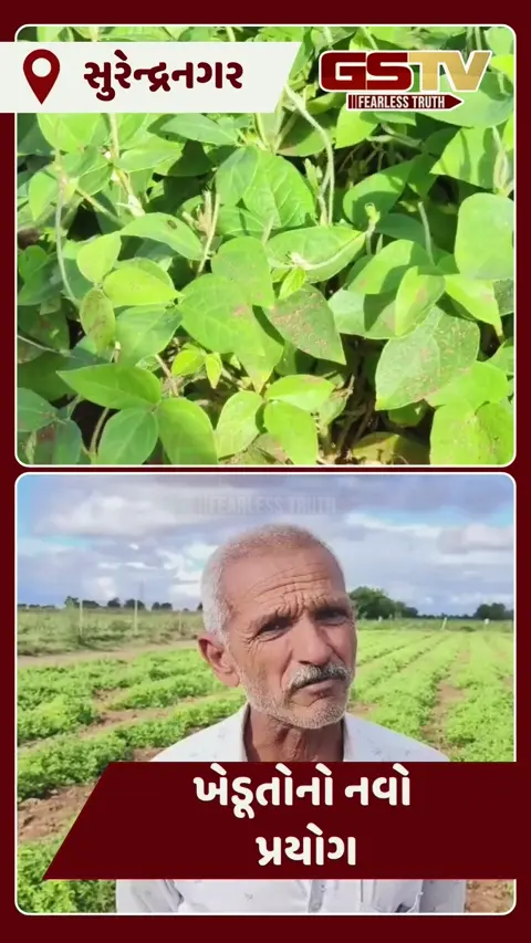 Video: Surendranagarના ખેડૂતોનો નવો પ્રયોગ, કપાસ-મગફળી છોડી પથરાળ જમીનમાં કર્યું 'કળથી'નું વાવેતર
