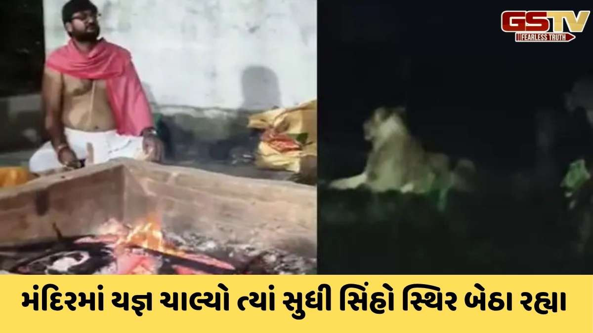 Junagadh news : દશેરા નિમિત્તે ખોડિયાર માતાના મંદિરમાં ચાલતા યજ્ઞમાં જંગલથી 3 સિંહોએ આપી હાજરી, હવન બાદ રવાના થયા