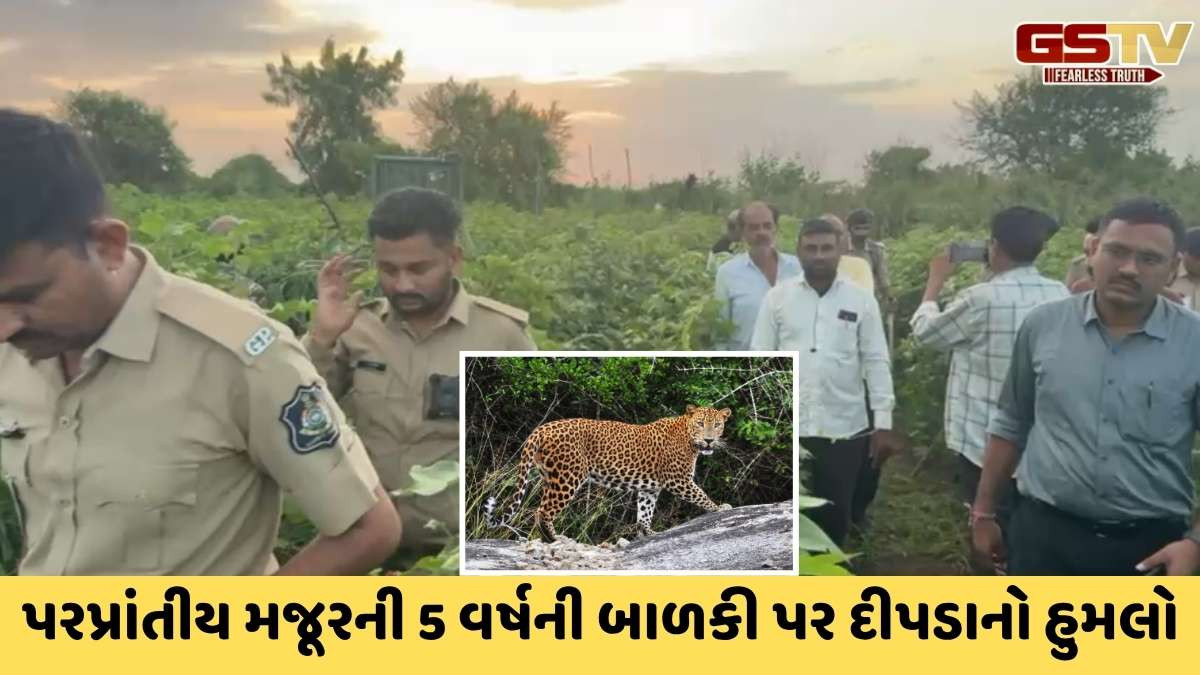 Amreli news: સાવરકુંડલાના મોટા ભમોદ્રા ગામે દીપડાના હુમલામાં 5 વર્ષની બાળકીનું મોત